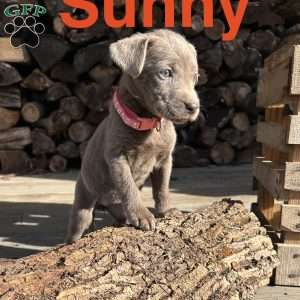 Sunny, Silver Labrador Retriever Puppy